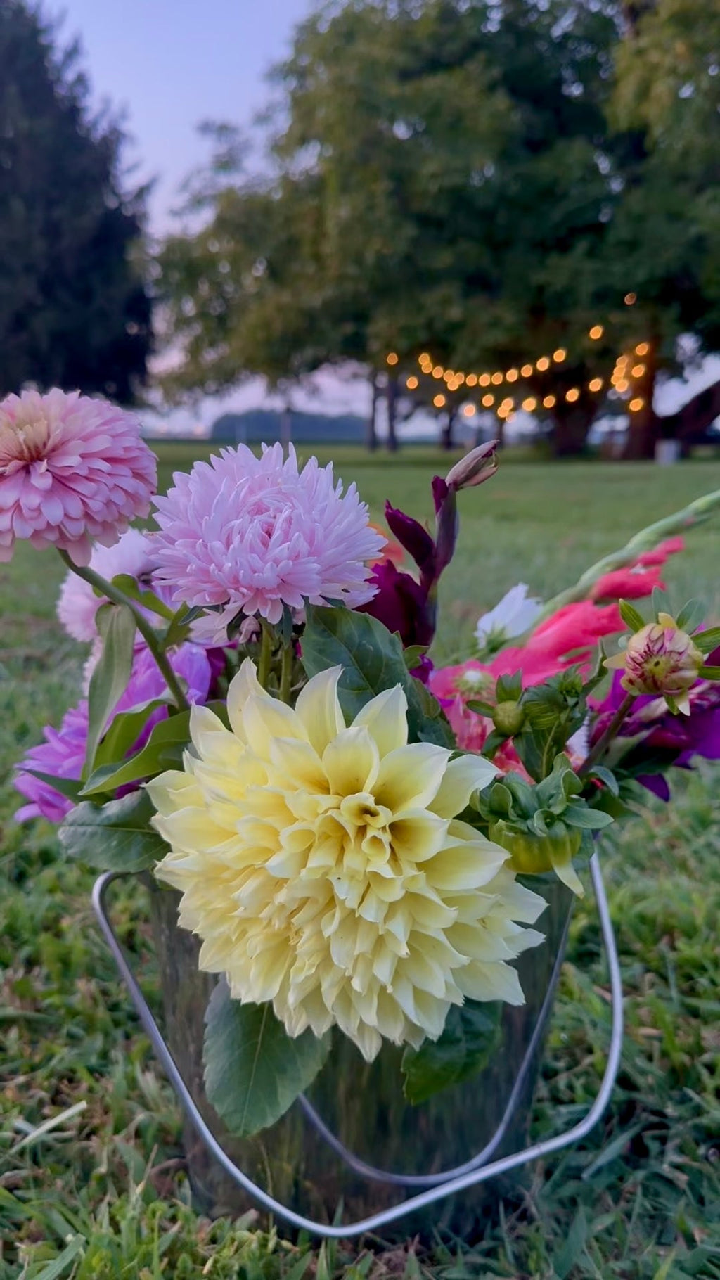 Bucket of dahlias and seasonal blooms at golden hour with string lights, Madison's Meadow