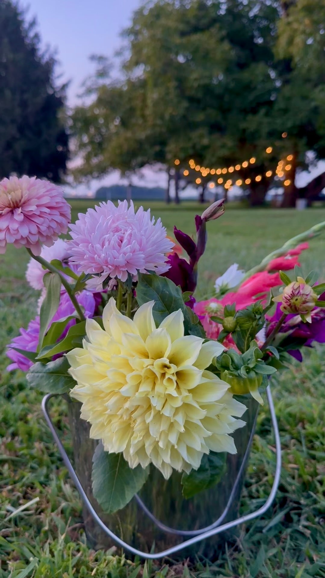 Bucket of dahlias and seasonal blooms at golden hour with string lights, Madison's Meadow