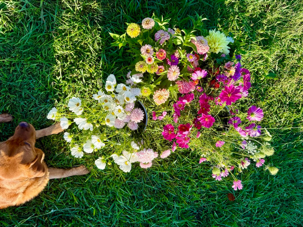 Overhead view of freshly cut zinnias and cosmos on the farm with a dog, Madison's Meadow