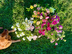 Overhead view of freshly cut zinnias and cosmos on the farm with a dog, Madison's Meadow