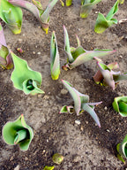 April Tulip Bouquets – Farm-Grown Tulips in Clyde, Ohio