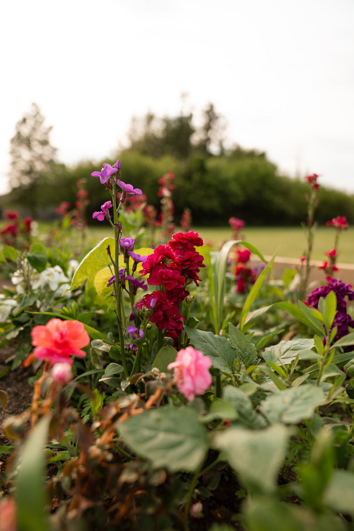 Mother’s Day Flowers – Farm-Grown Bouquets | Clyde, Ohio