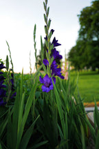 Premium Gladiolus Bulbs (Single)