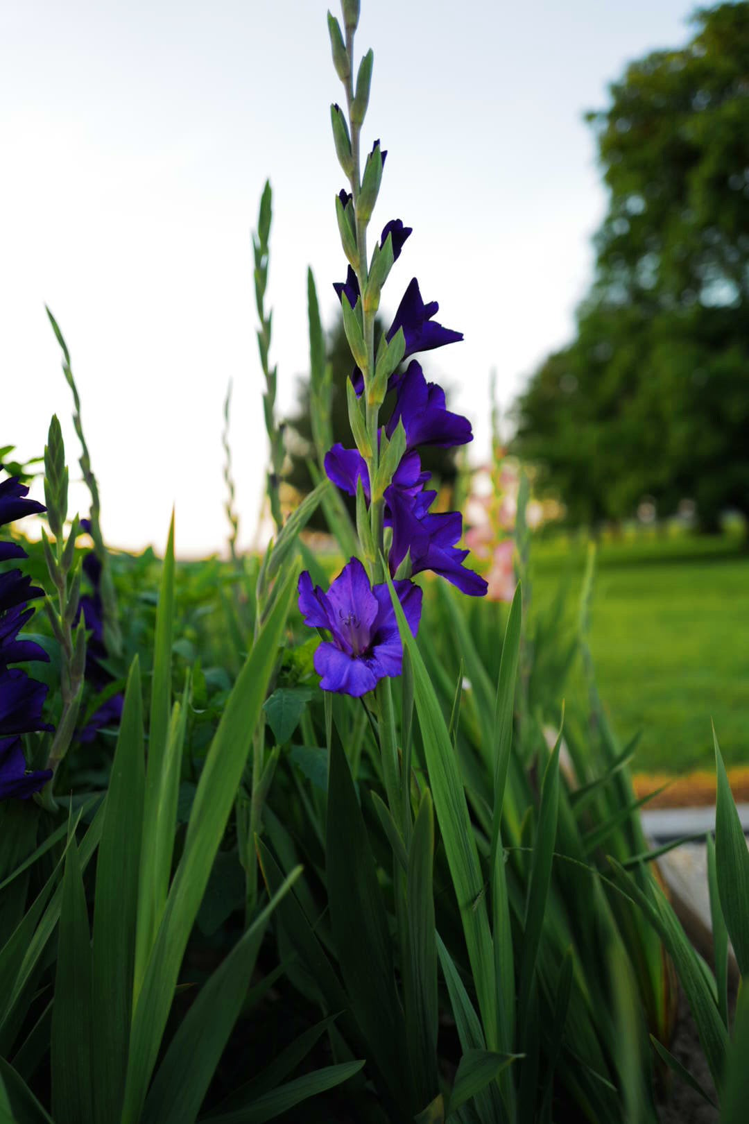 Premium Gladiolus Bulbs (Single)