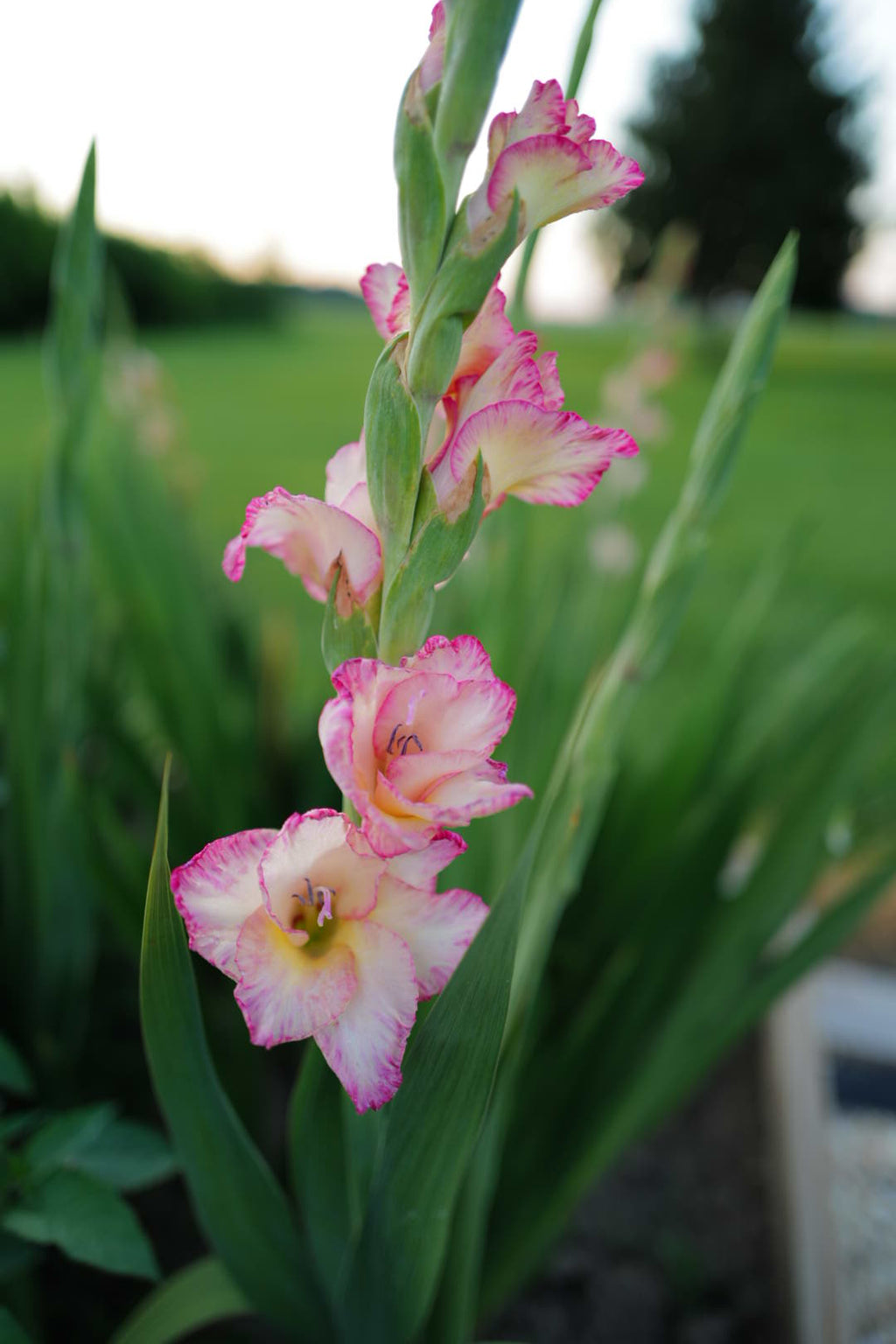 Premium Gladiolus Bulbs