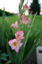 Premium Gladiolus Bulbs