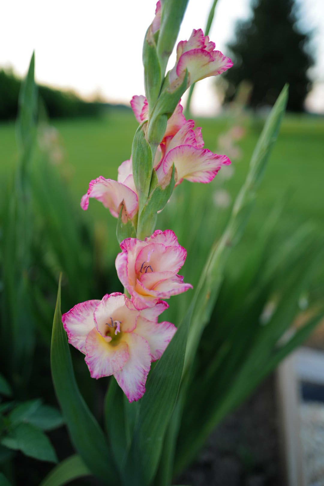 Premium Gladiolus Bulbs
