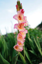 Premium Gladiolus Bulbs (Single)